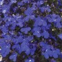 Лобелия Palace Blue